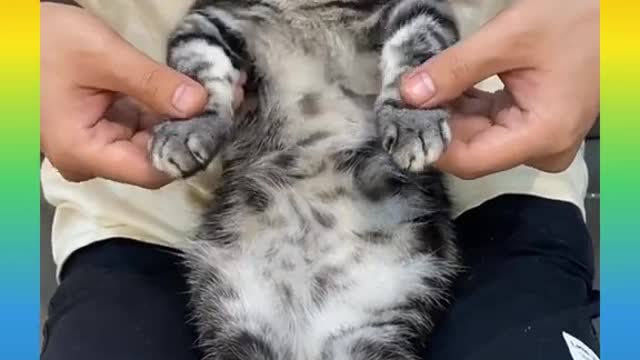 cat dancing