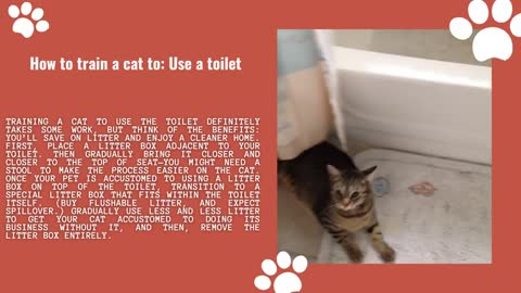 How to Train a Cat to Do 5 Life Changing Things. hope you it:<