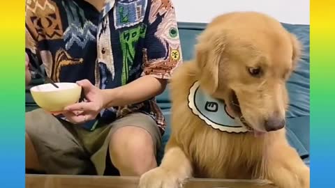 Cute and funny Dog and Cat complication video😼😼😼😼😼😼😍😍😍😍