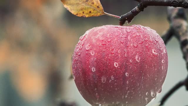 Fruit Apple Tree Branch Water Droplets Leaf Autumn