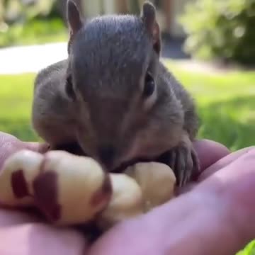 Hey come here for food, full of hazelnuts😄