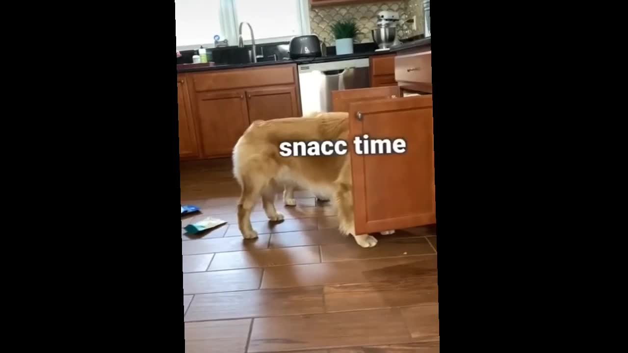 Dog video| dog girlfriend| cute pet