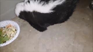 Flower The Skunk - A Pissy Little Stinker