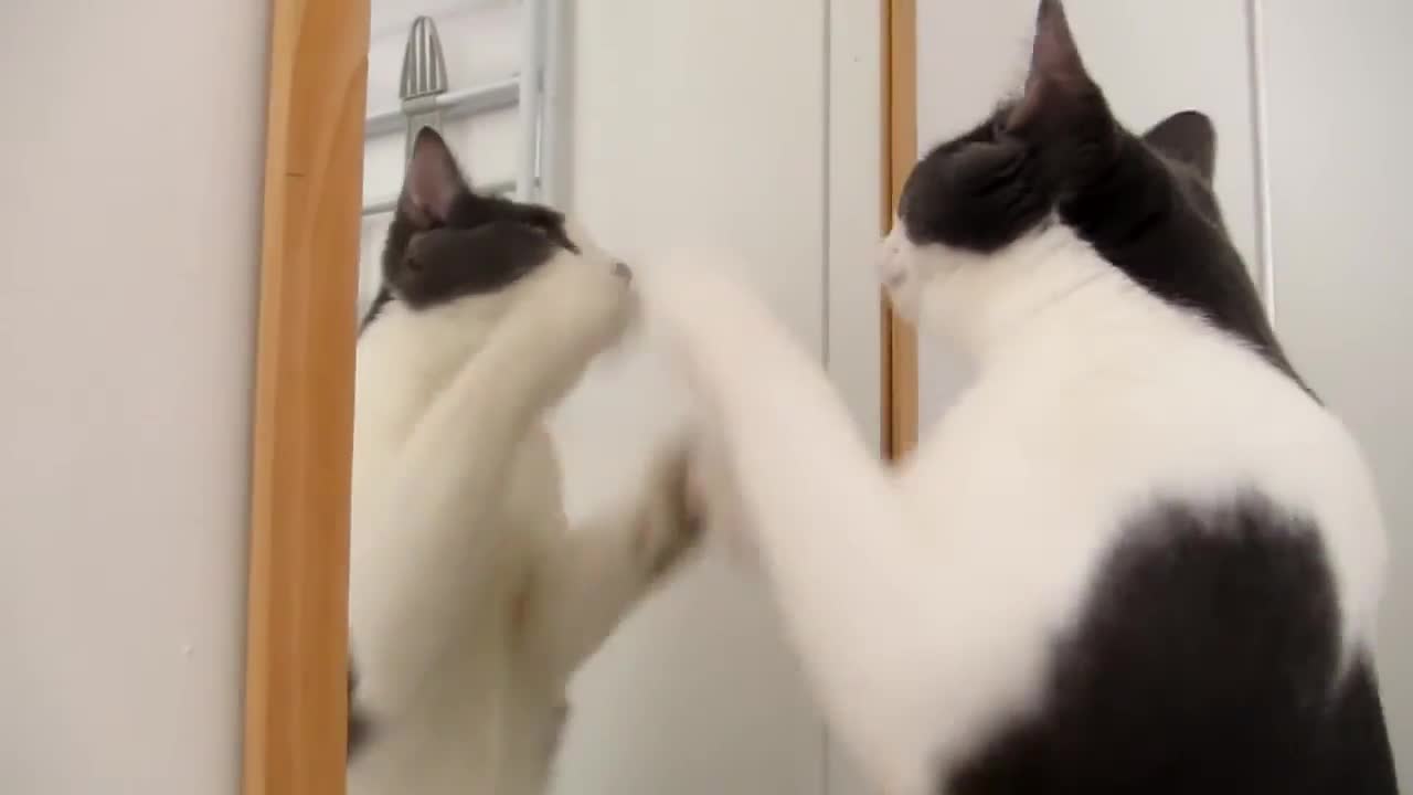 Cute Cat Mirror Dreadmlli Funny Traning