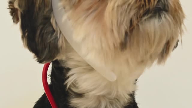 Dog Wearing a Nurse Costume