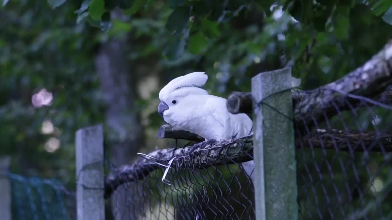 A parrot flirts with nature