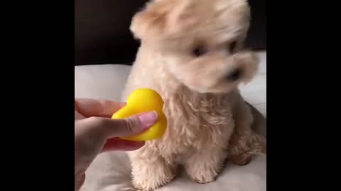 Baby Dogs Cute and Funny Dog
