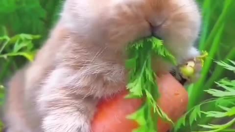 cute bunny eating