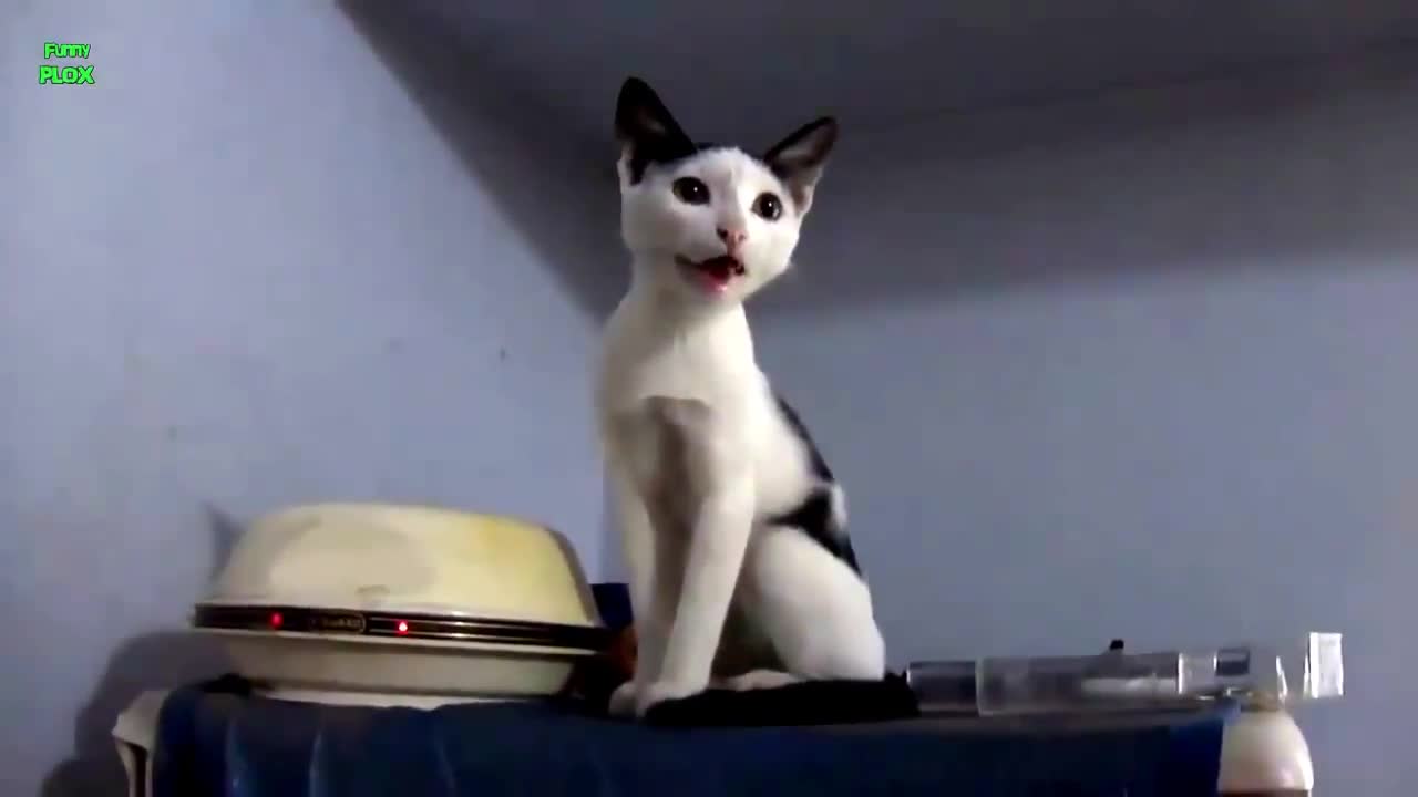 Funny cat door video😂😂😂