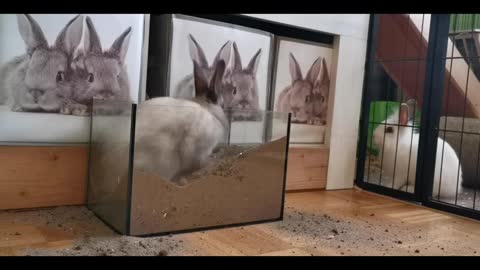 cute and funny rabbits