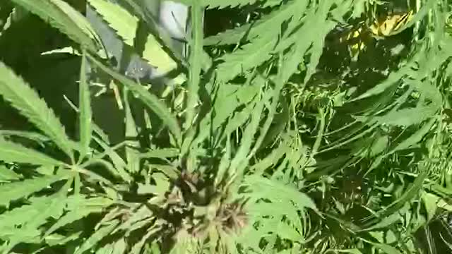 DHP Greenhouse Marijana ©️ 10-23-21