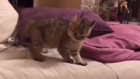 Baby cat playing and jumping on the couch