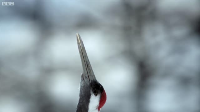 Trying to Save the Red Crowned Cranes of Japan | Wild Japan | BBC Earth