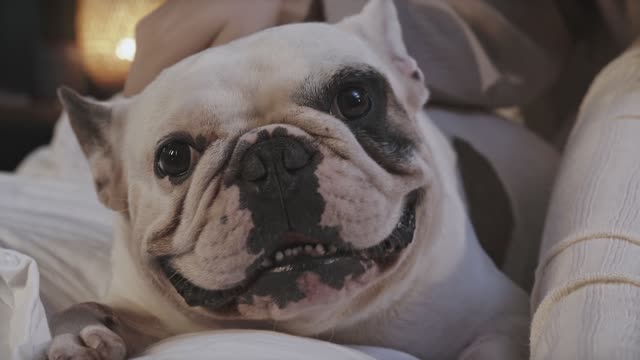 CACHORRO RECEBENDO CARINHO DE SUA DONA 2021