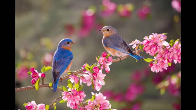 Deshi Birds