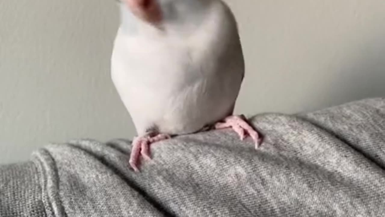 Beautiful bird dancing