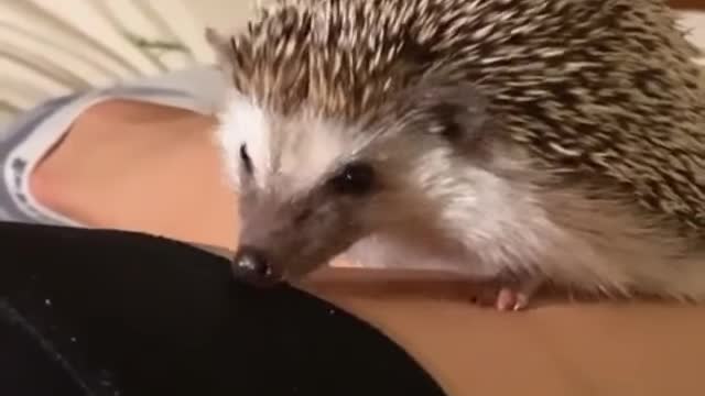 Horror! Attack of a hedgehog on a person