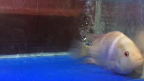 Louhan Fish
