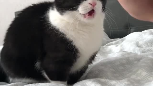 The cat is nervous because it thinks its owner wants to hit it