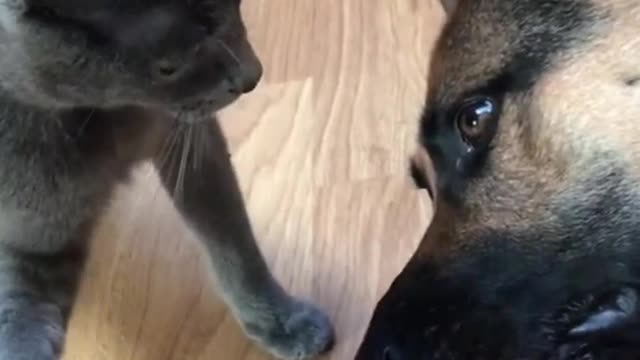 Funny cats and dog