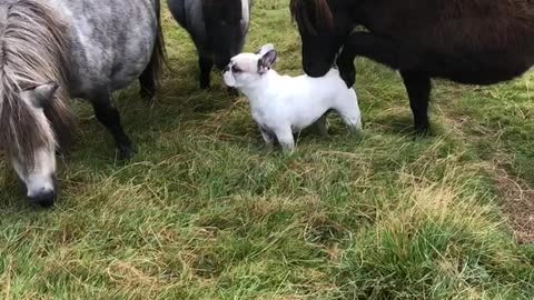 Frenchie and Friends