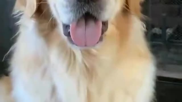 THE CUTEST DOG reaction on middle finger