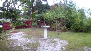 Hawk in Birdbath