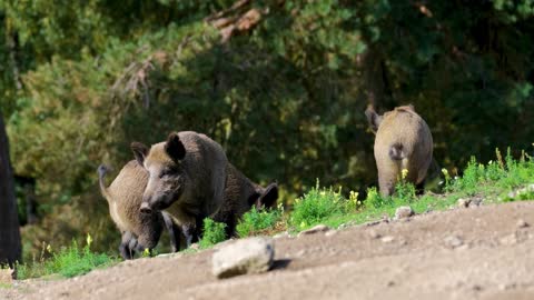 # wild boar #