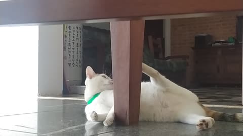 my cat was stretching