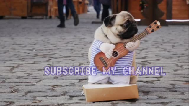 Dog Guitar 🎸 sound funny video and money 💰 the people