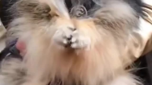 Funny🤣🤣and Cute DOG Videos Compilation,🤗🤗🐕🐕_#shorts