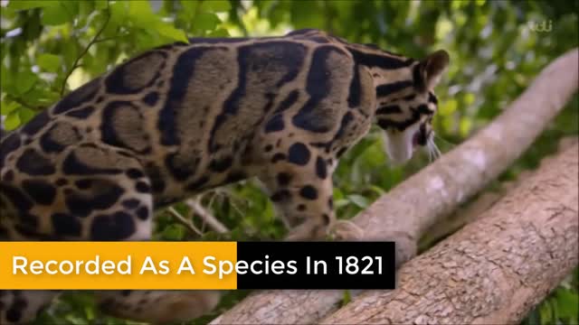 10 Most Beautiful Rare and most amazing Wild Cats on Planet Earth