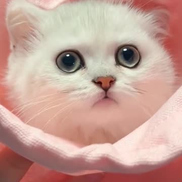 "Kitten Cutie Pie"Pocket-Sized Cuteness Overload: Meet our New Kitten!"