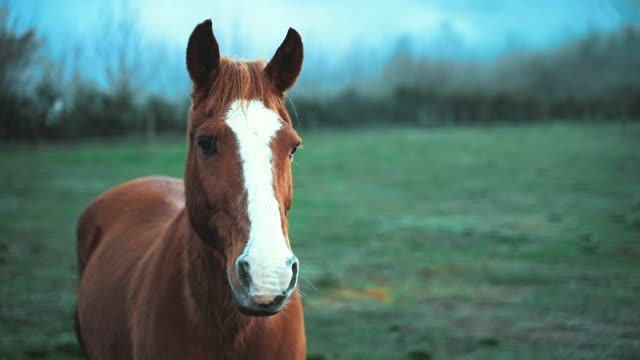 forest horse