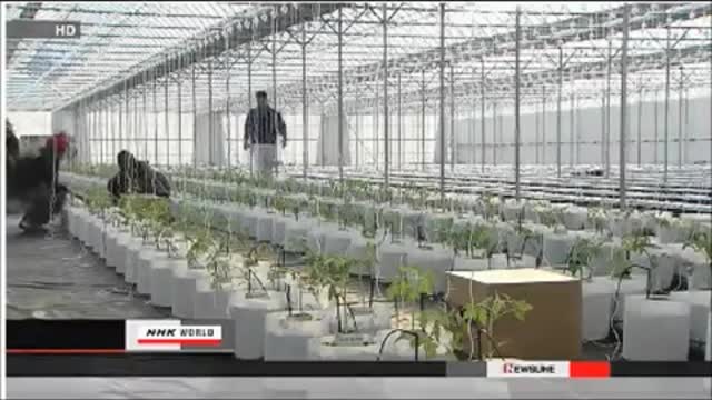 Hydroponics: A Potential Solution for Japan's Radiation-Contaminated Soil