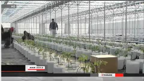 Hydroponics: A Potential Solution for Japan's Radiation-Contaminated Soil