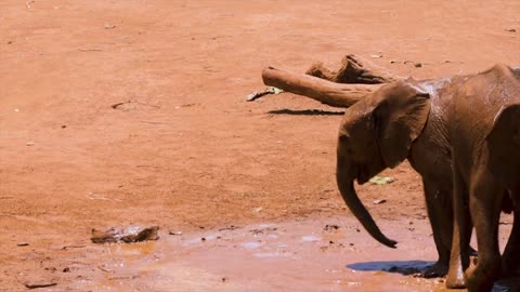 Baby elephants playing in the mud on a sunny day