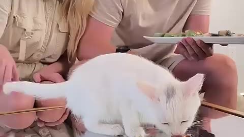 Feeding A CaT $10 VS $10.000 sushi