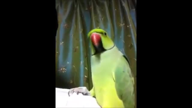 So cute parrot Reading Quran