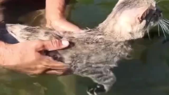 А ваш кот так может_