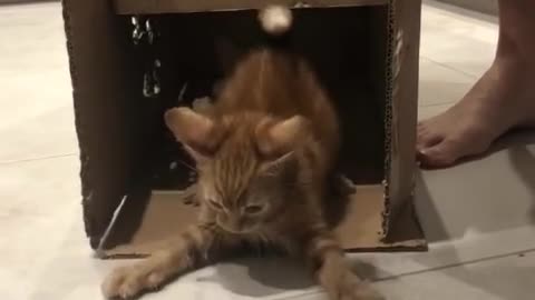 Ginger Kitten Plays Knock Knocks