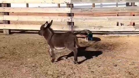 Funny Animals