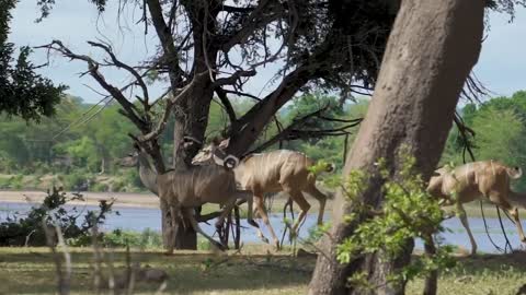 Wild is Life. Nature