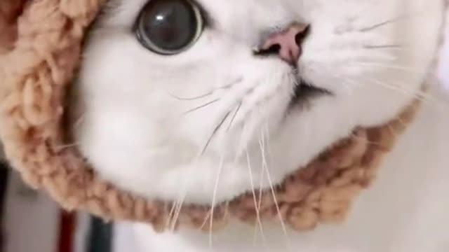 Observe the funny side of pets to make you laugh and enjoy the good mood