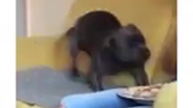 funny dogs vines funniest dogs and cats awesome funny pet animal