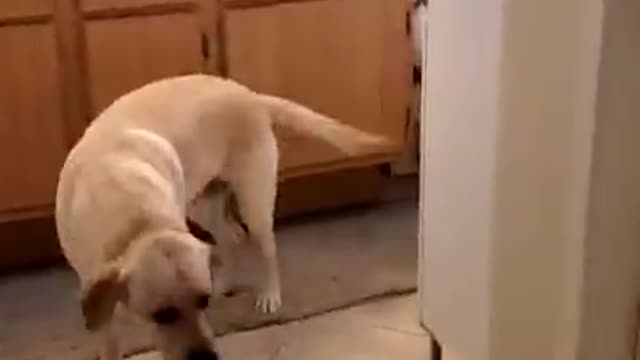 Scaring My Labrador Dog Buddy by Dressing as Ghost 👻