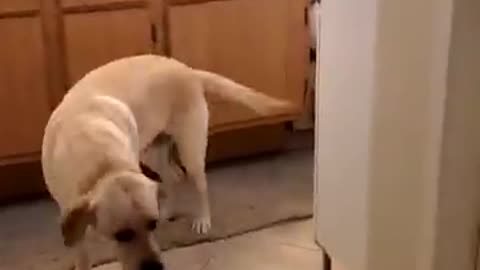 Scaring My Labrador Dog Buddy by Dressing as Ghost 👻