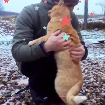 Funny Cat Videos | Funny cute animals