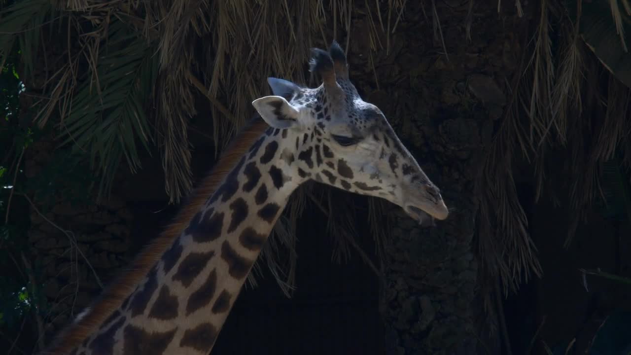 GIRAFFE GIVES ITS TONGUE A WORKOUT. LONG LENS CLOSE UP OF A YOUNG GIRAFFE