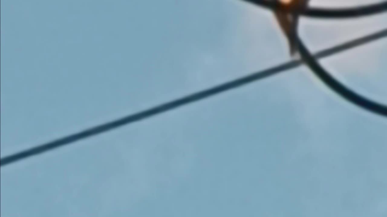 Two Parrots 🦜